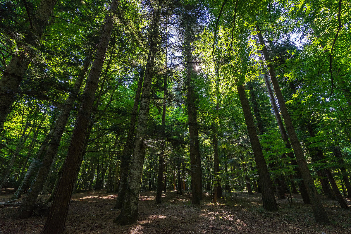 Umbra Forest